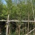 金叶水杉树基地直销规格齐全欢迎老板来电咨询合作