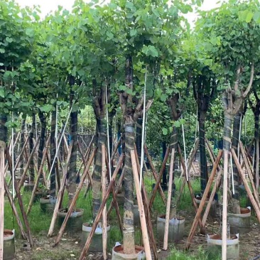 宫粉紫荆基地直销规格齐全欢迎老板来电咨询合作