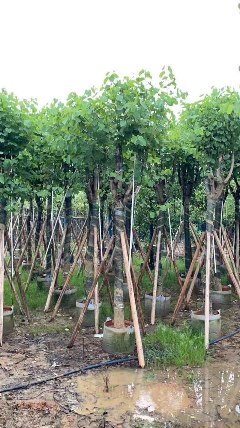 宫粉紫荆基地直销规格齐全欢迎老板来电咨询合作