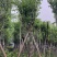宫粉紫荆基地直销规格齐全欢迎老板来电咨询合作