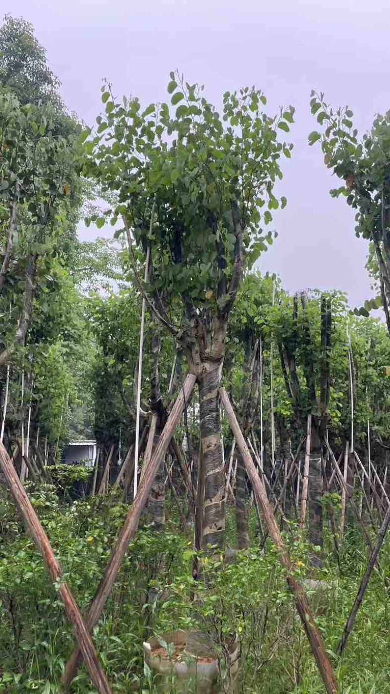宫粉紫荆基地直销规格齐全欢迎老板来电咨询合作