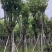 宫粉紫荆基地直销规格齐全欢迎老板来电咨询合作
