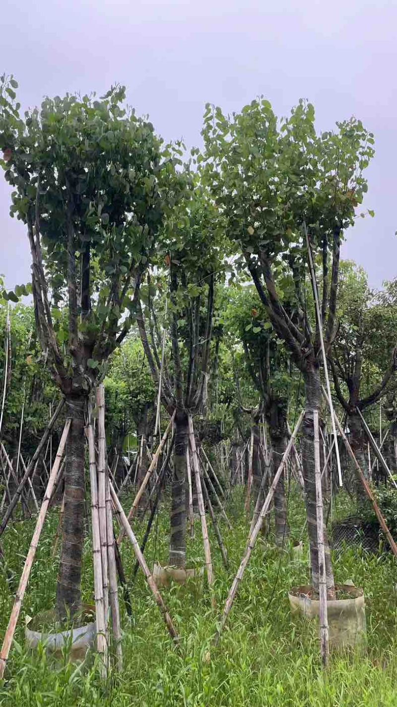 宫粉紫荆基地直销规格齐全欢迎老板来电咨询合作