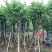 宫粉紫荆基地直销规格齐全欢迎老板来电咨询合作