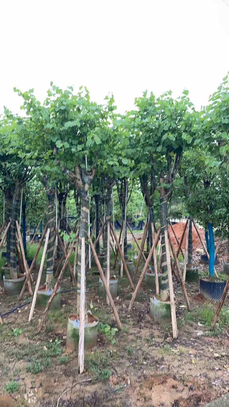宫粉紫荆基地直销规格齐全欢迎老板来电咨询合作