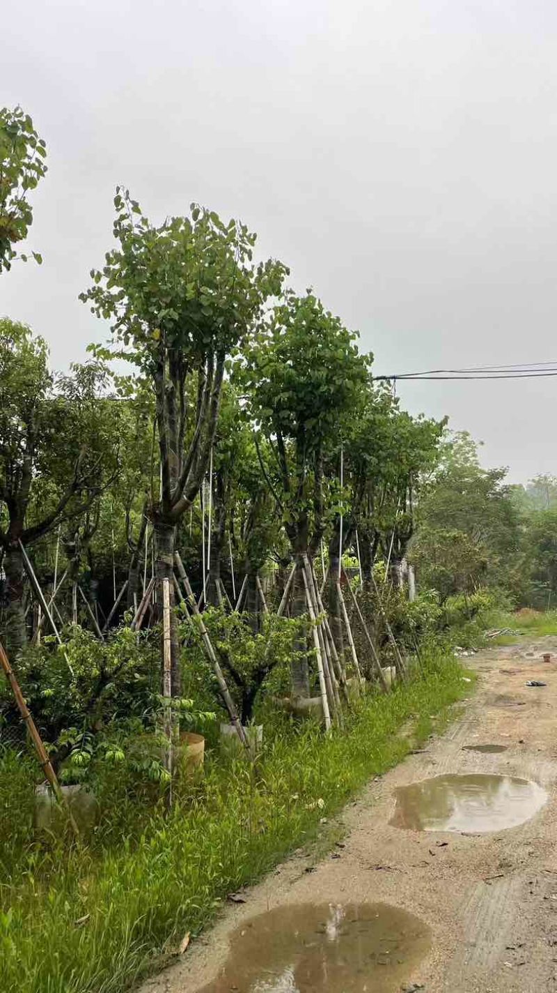 宫粉紫荆基地直销规格齐全欢迎老板来电咨询合作