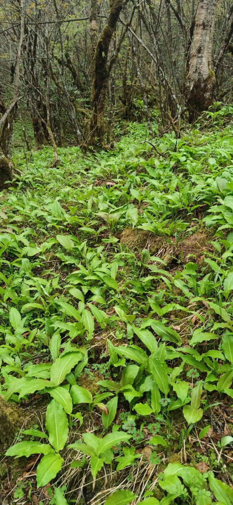 原始森林里野菜，