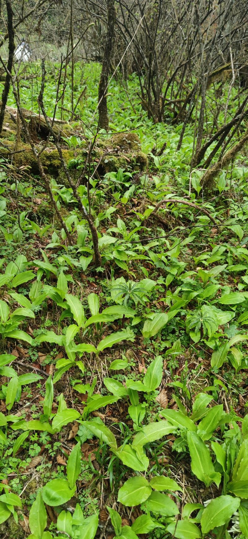 原始森林里野菜，