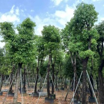 骨架香樟基地直销规格齐全欢迎老板来电咨询合作