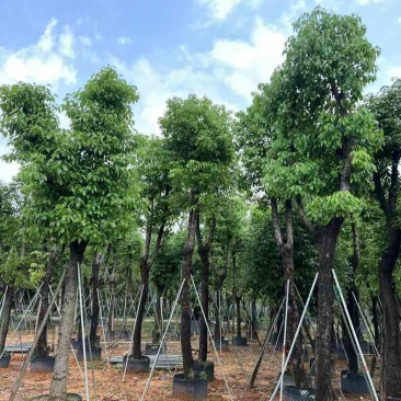 骨架香樟基地直销规格齐全欢迎老板来电咨询合作