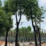 骨架香樟基地直销规格齐全欢迎老板来电咨询合作