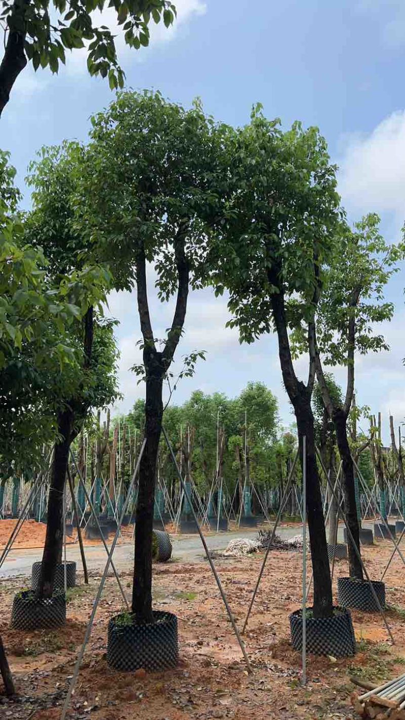 骨架香樟基地直销规格齐全欢迎老板来电咨询合作