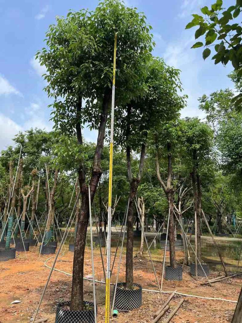 骨架香樟基地直销规格齐全欢迎老板来电咨询合作