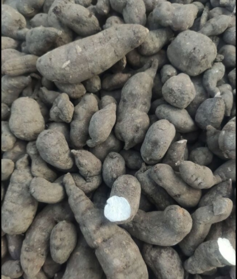 贵州三叶青干货
