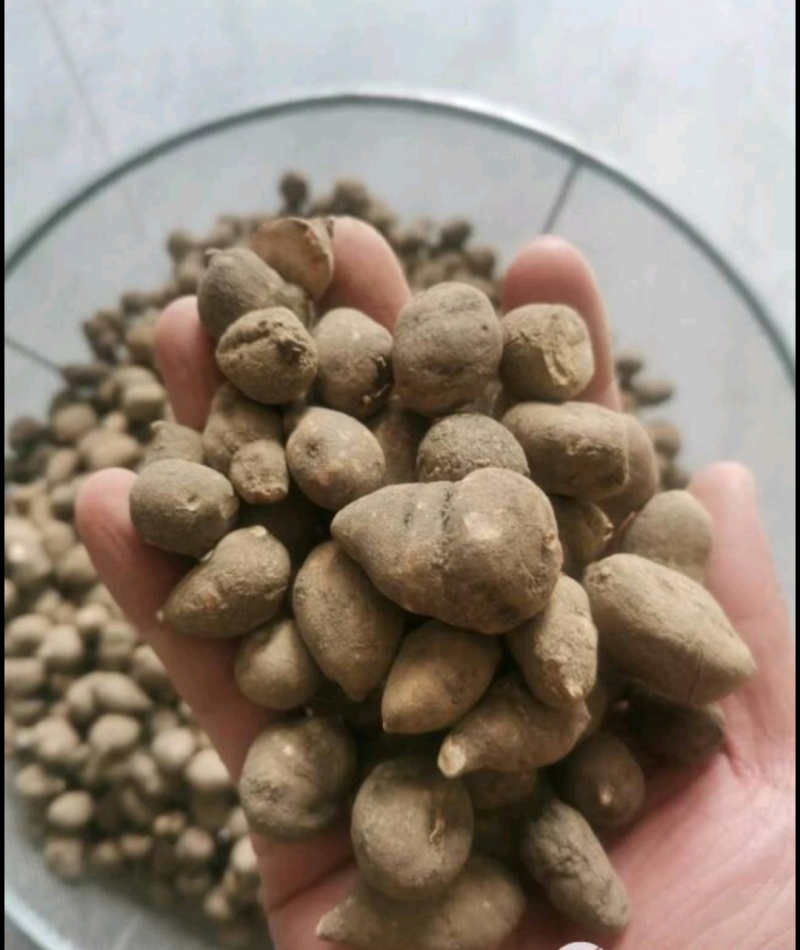 贵州三叶青干货