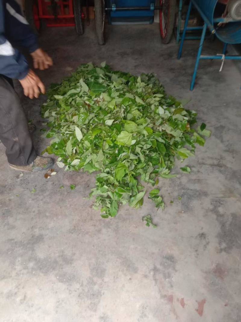 银杏叶，干树叶，杂树叶