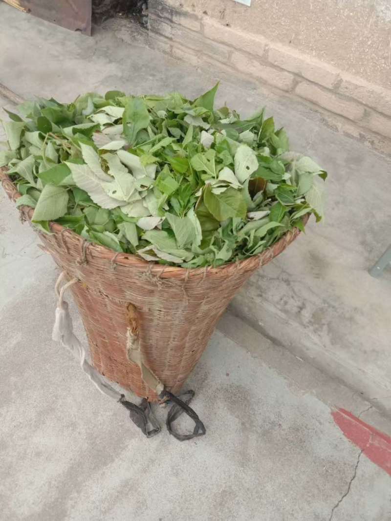 银杏叶，干树叶，杂树叶