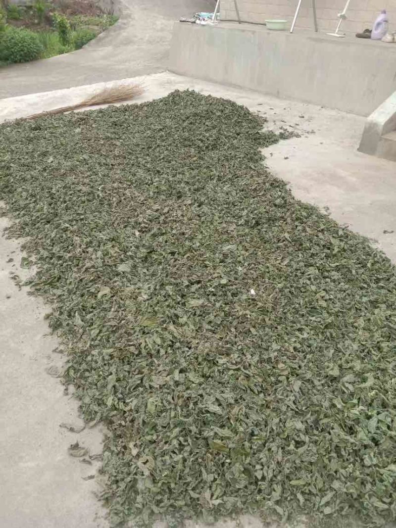 银杏叶，干树叶，杂树叶