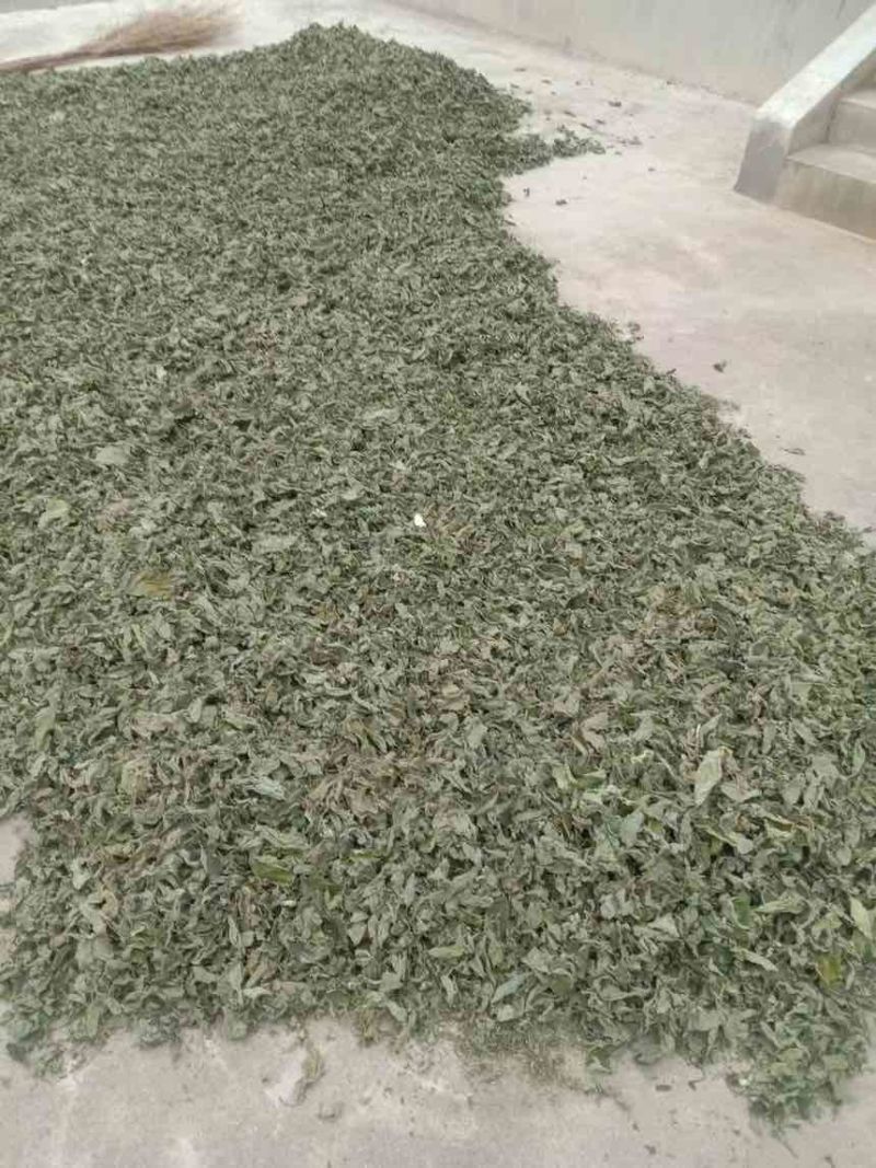 银杏叶，干树叶，杂树叶