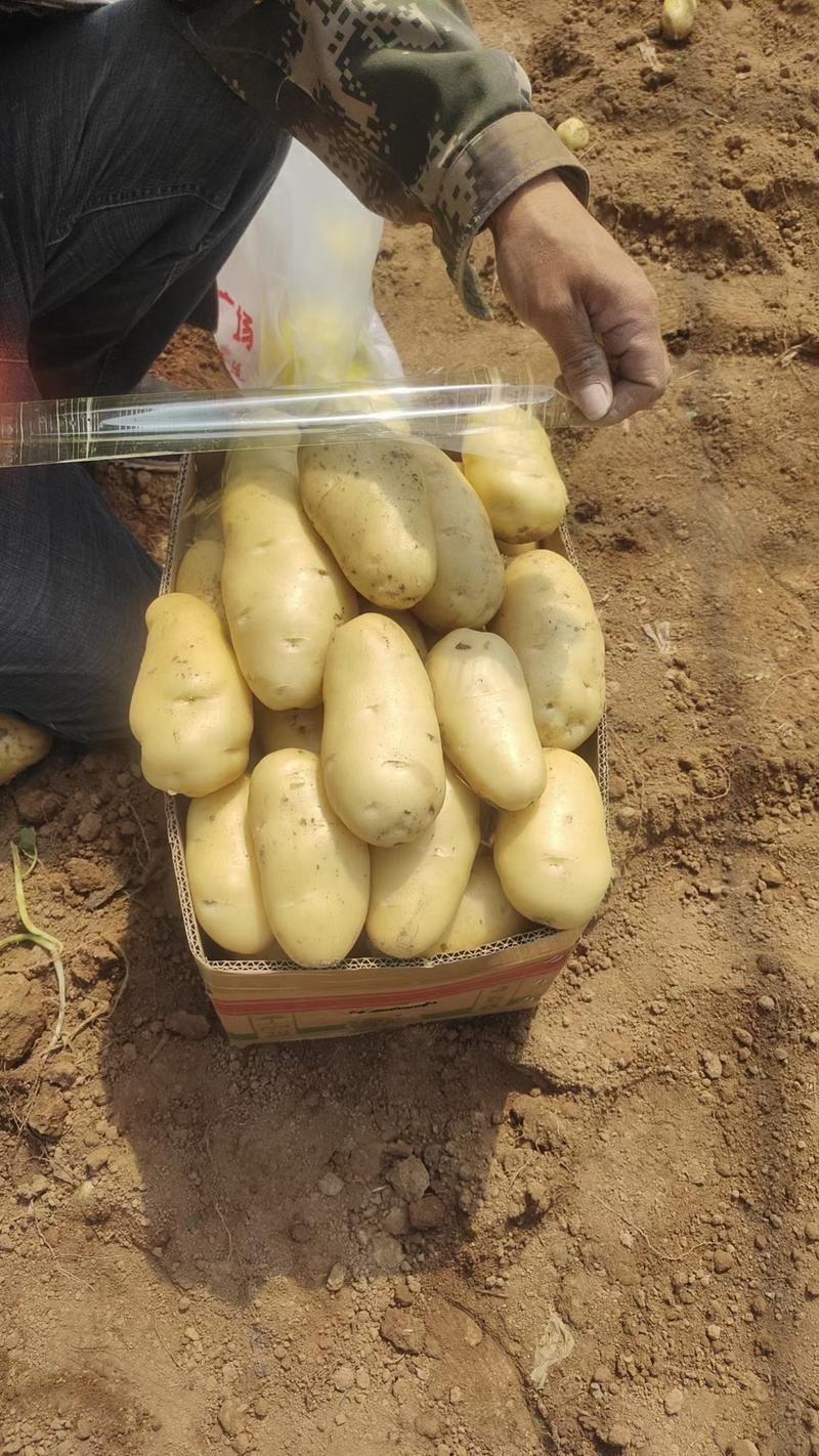 山东临沂郯城精品黄心土豆大量上市，质量很好价格不高，欢迎实地