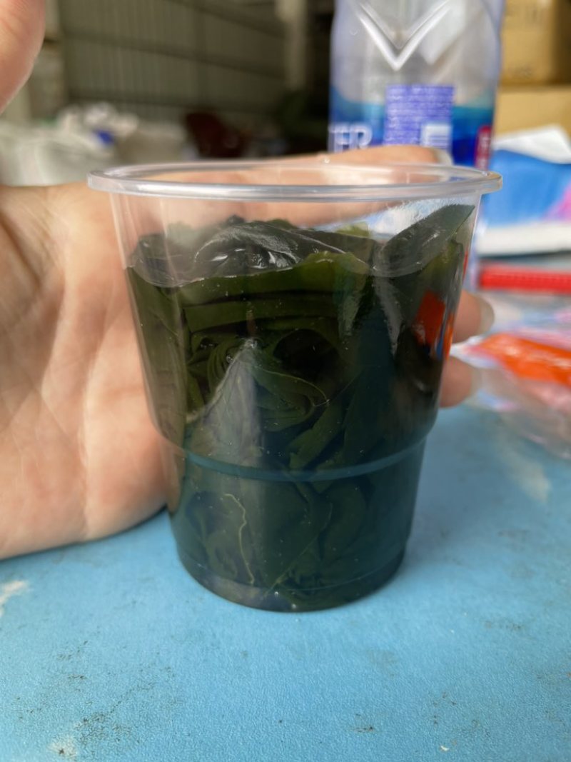 裙带菜展会地摊电商裙带菜L级干裙带菜螺旋藻批发