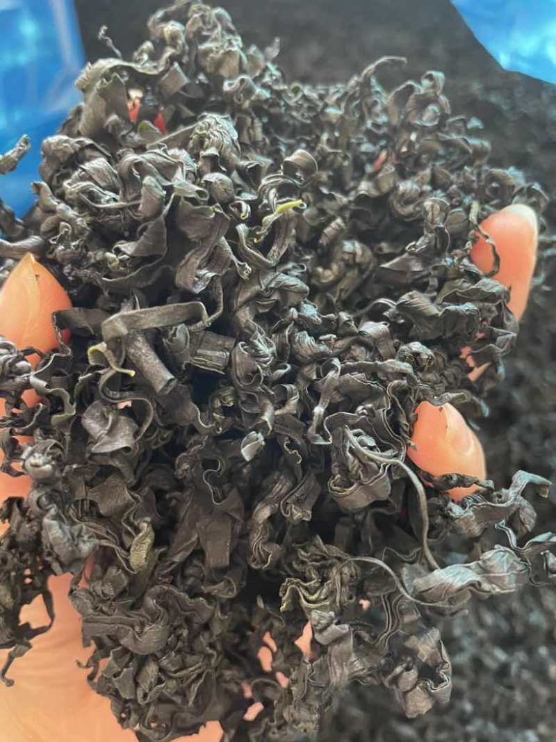 裙带菜展会地摊电商裙带菜L级干裙带菜螺旋藻批发