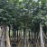 南洋楹基地直销规格齐全欢迎老板来电咨询合作
