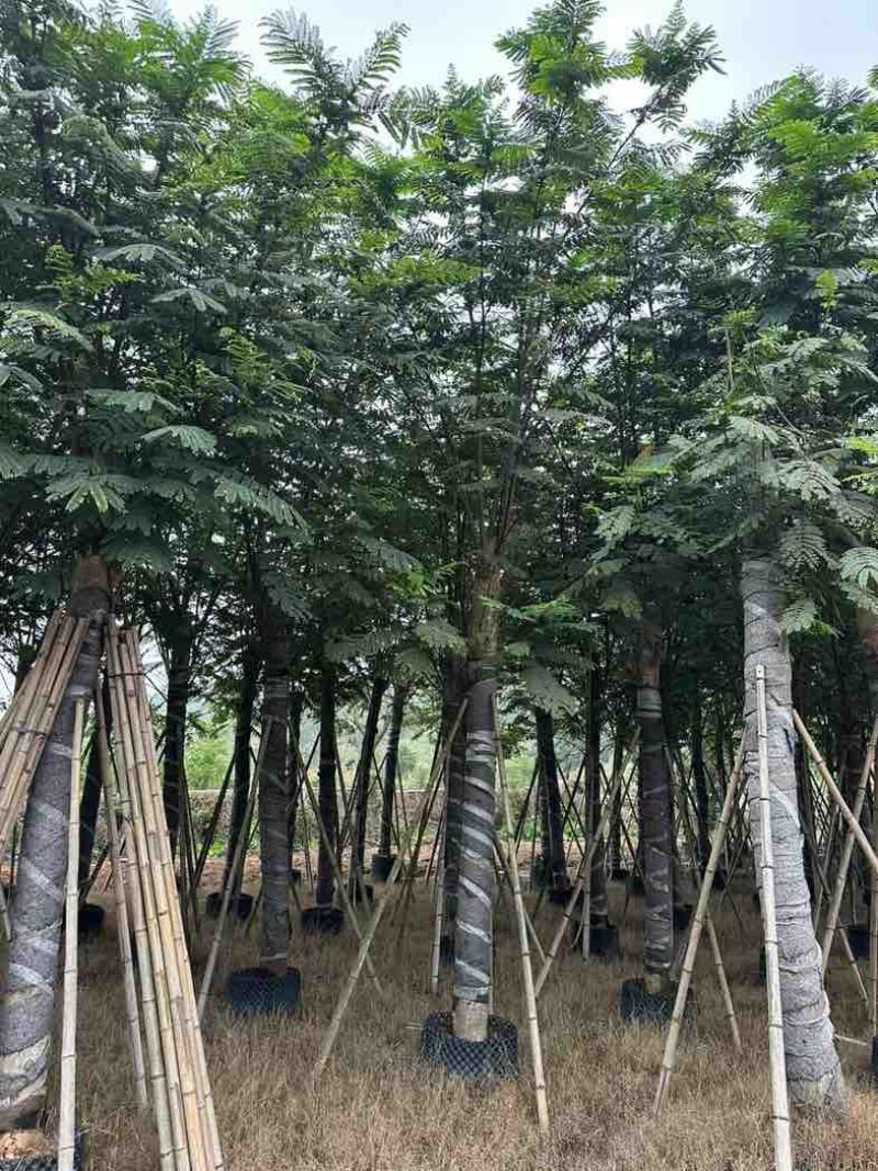 南洋楹基地直销规格齐全欢迎老板来电咨询合作