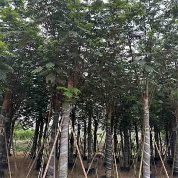 南洋楹基地直销规格齐全欢迎老板来电咨询合作