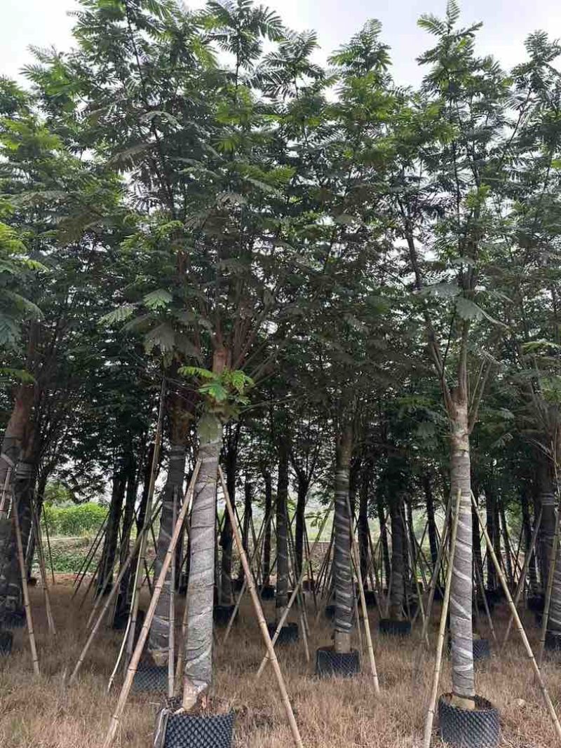 南洋楹基地直销规格齐全欢迎老板来电咨询合作