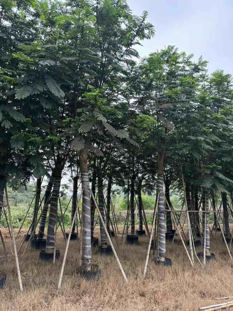 南洋楹基地直销规格齐全欢迎老板来电咨询合作