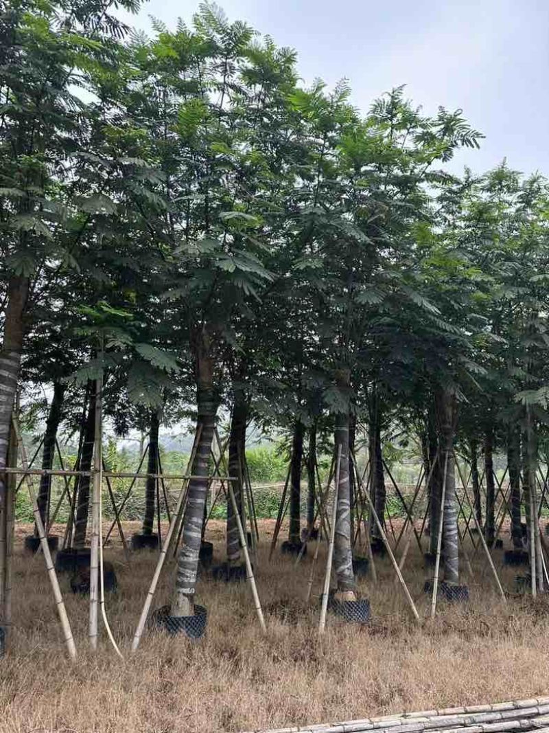南洋楹基地直销规格齐全欢迎老板来电咨询合作