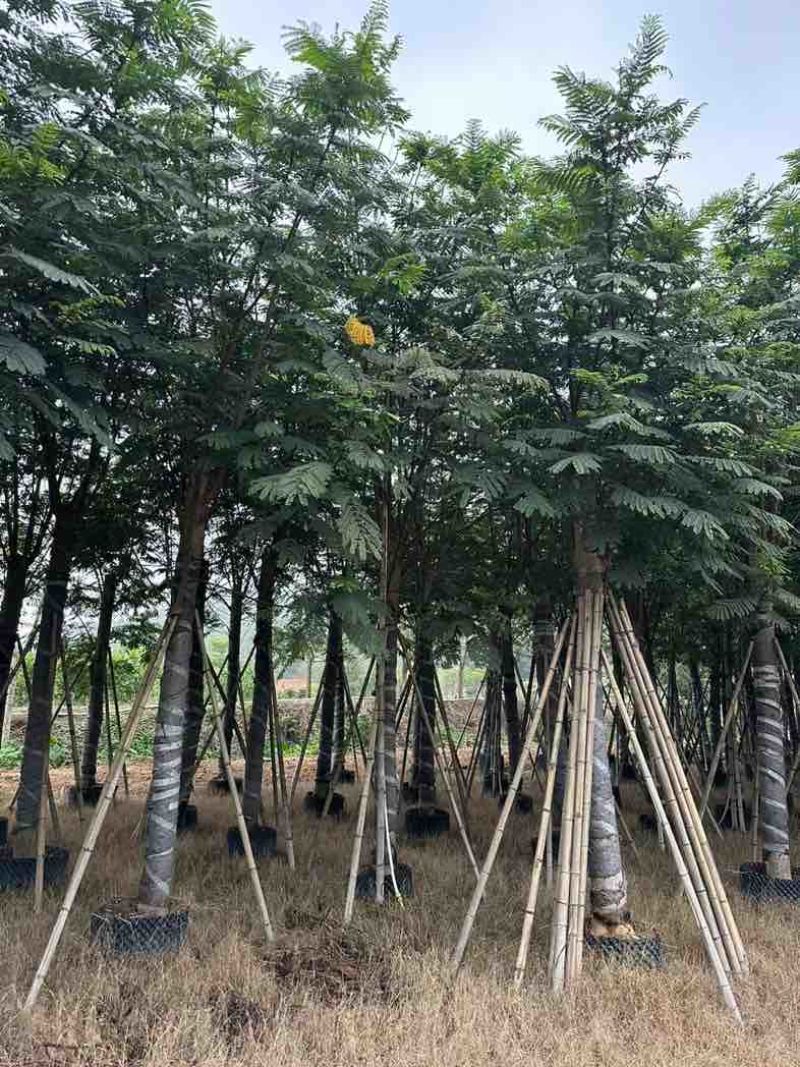 南洋楹基地直销规格齐全欢迎老板来电咨询合作