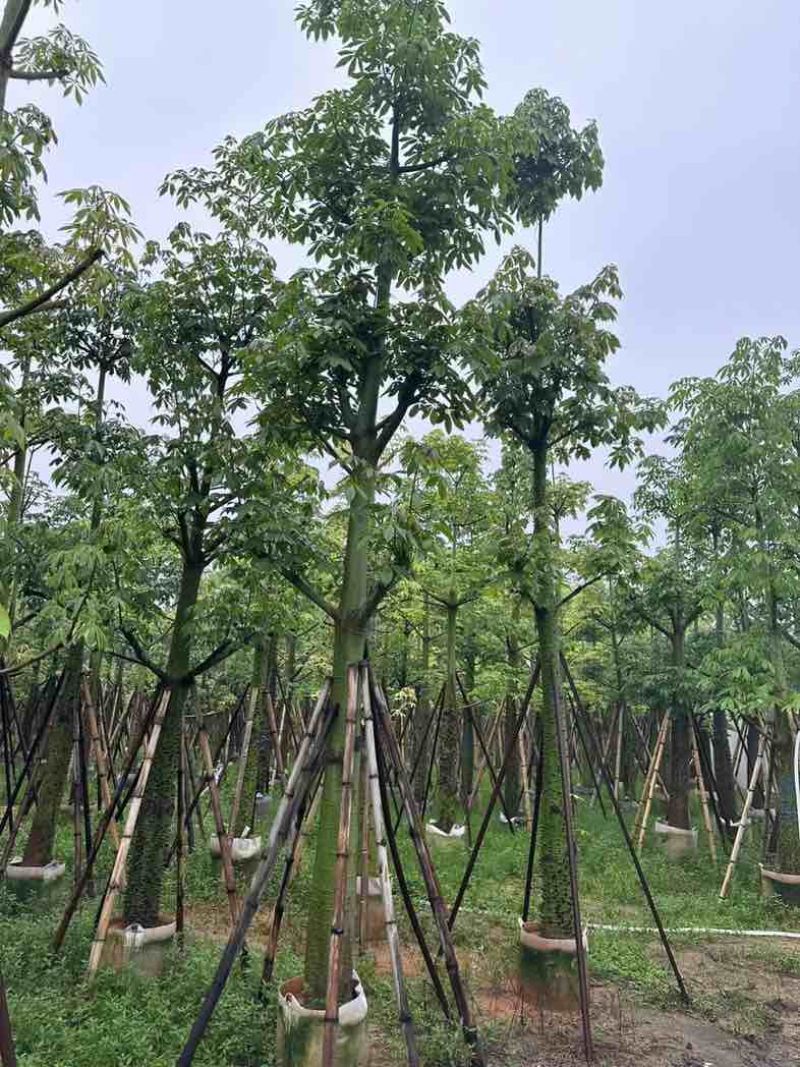 美人树基地直销规格齐全欢迎老板来电咨询合作