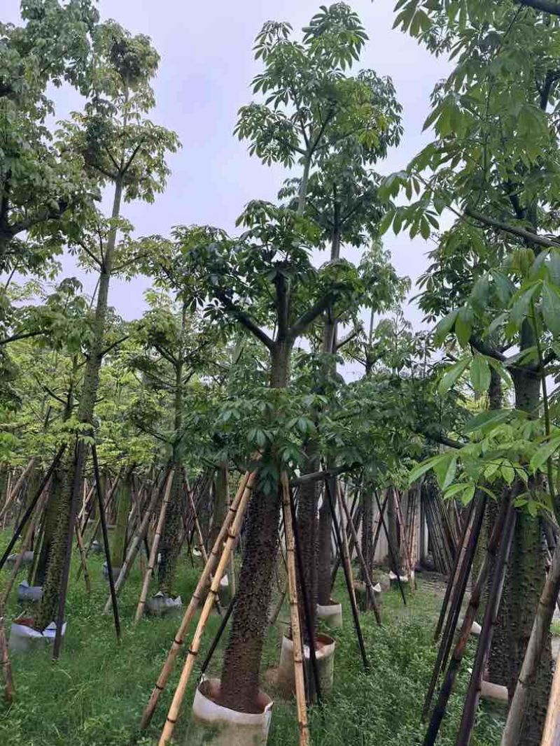 美人树基地直销规格齐全欢迎老板来电咨询合作