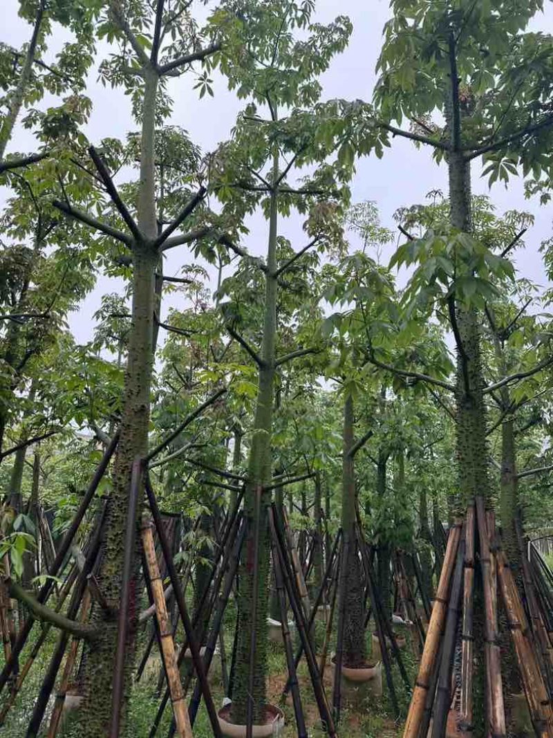 美人树基地直销规格齐全欢迎老板来电咨询合作
