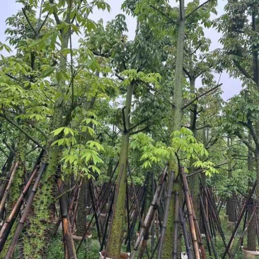 美人树基地直销规格齐全欢迎老板来电咨询合作
