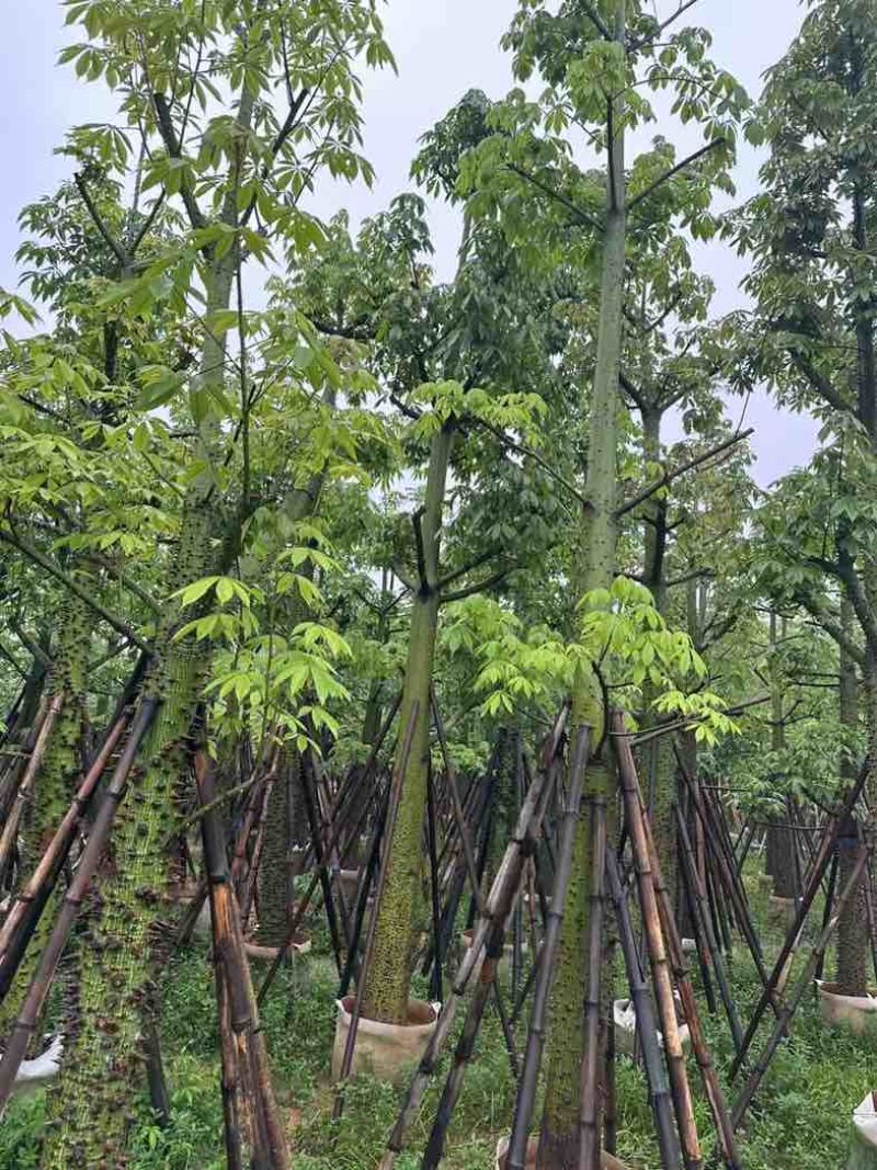 美人树基地直销规格齐全欢迎老板来电咨询合作