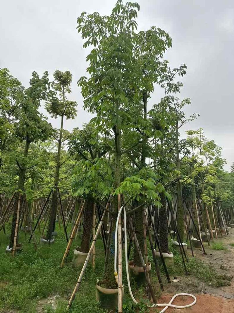 美人树基地直销规格齐全欢迎老板来电咨询合作