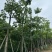 美丽异木棉基地直销规格齐全欢迎老板来电咨询合作
