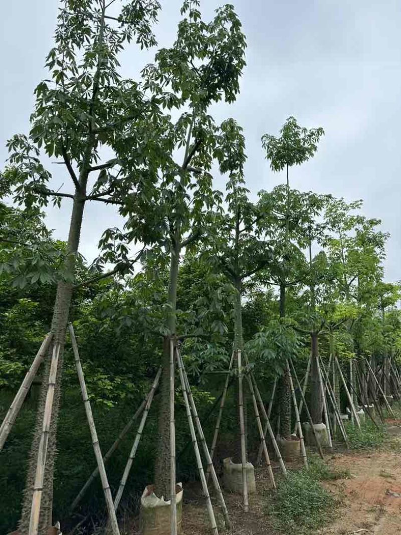 美丽异木棉基地直销规格齐全欢迎老板来电咨询合作