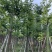 美丽异木棉基地直销规格齐全欢迎老板来电咨询合作