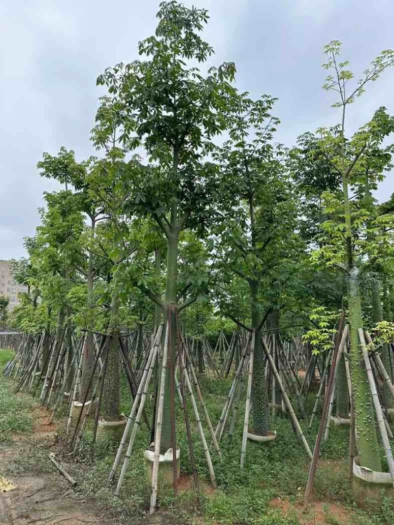 美丽异木棉基地直销规格齐全欢迎老板来电咨询合作
