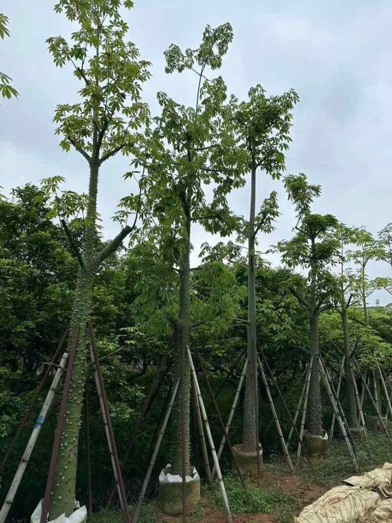 美丽异木棉基地直销规格齐全欢迎老板来电咨询合作