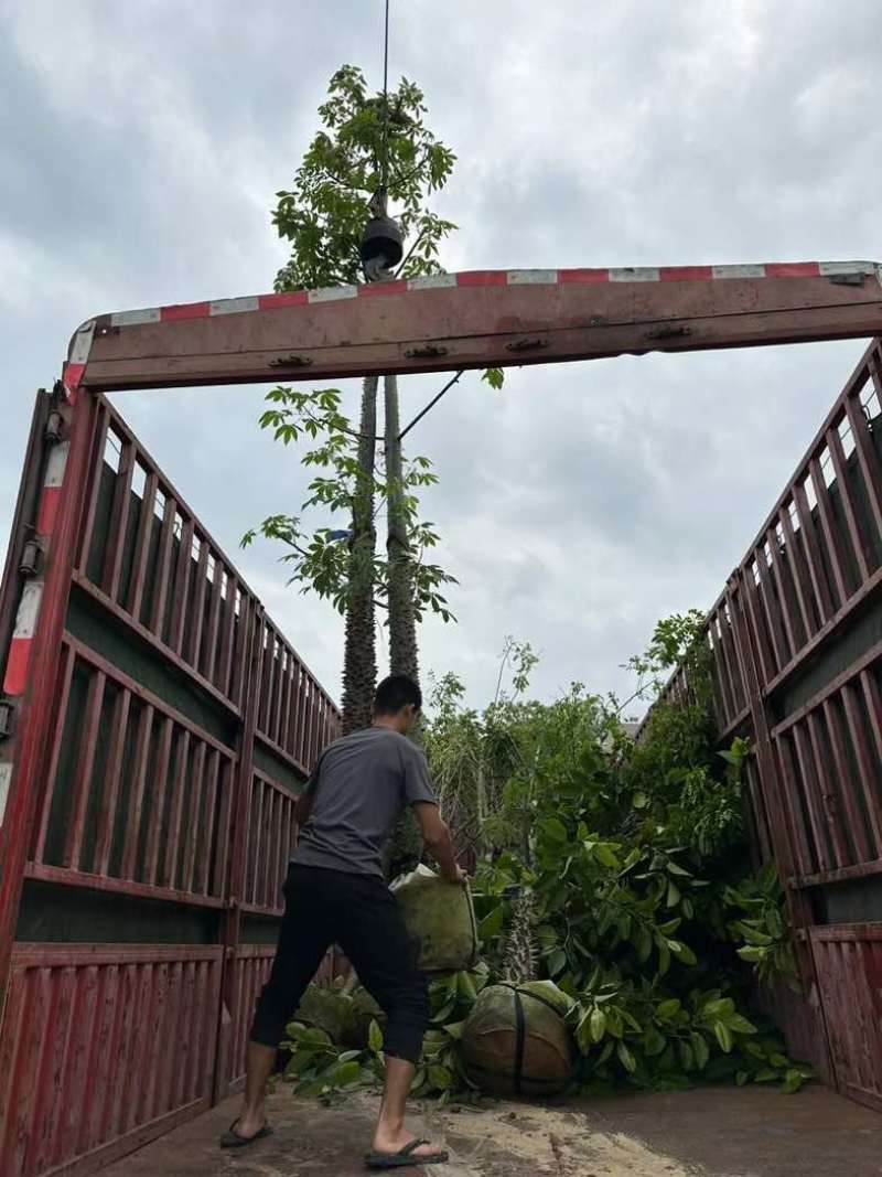美丽异木棉基地直销规格齐全欢迎老板来电咨询合作