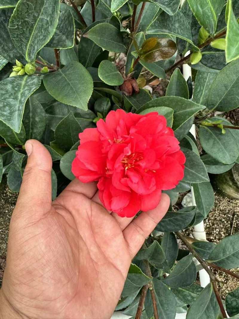 四季茶花基地直销规格齐全欢迎老板来电咨询合作