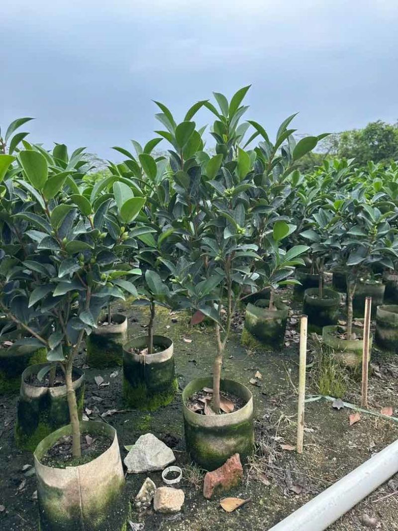 四季茶花基地直销规格齐全欢迎老板来电咨询合作