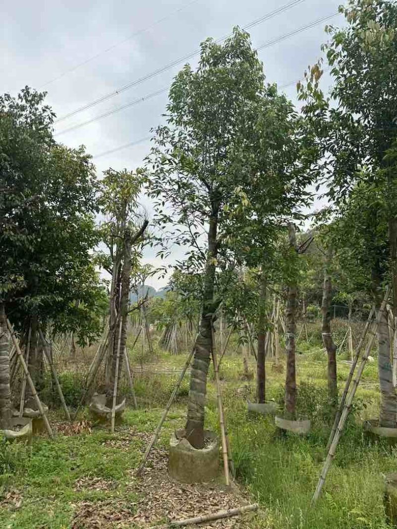 阴香（天竺桂）基地直销规格齐全欢迎老板来电咨询合作