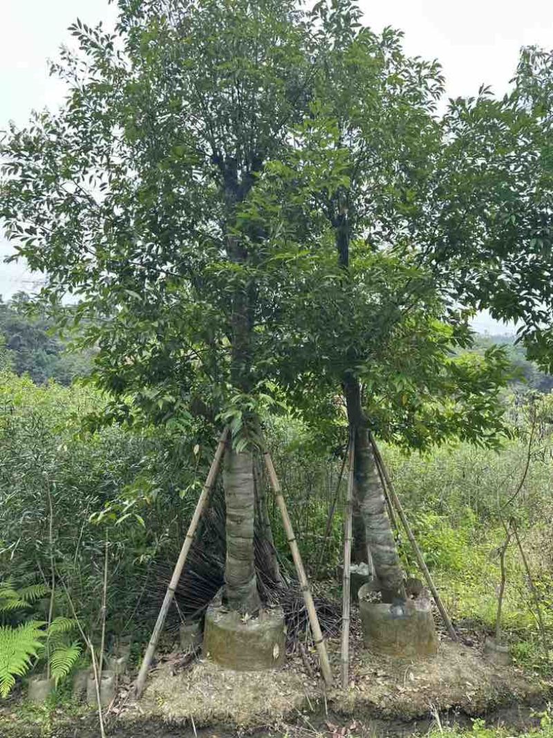阴香（天竺桂）基地直销规格齐全欢迎老板来电咨询合作