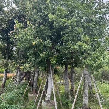 阴香（天竺桂）基地直销规格齐全欢迎老板来电咨询合作